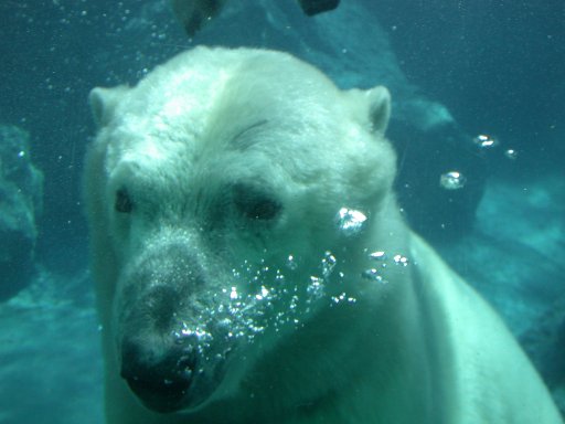 [Close up of polar bear head under water]